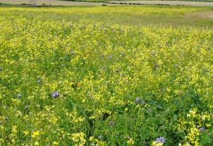 Bumblebee Meadow