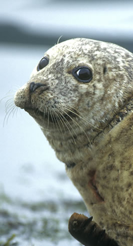 Common Seal