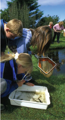 Pond Dipping