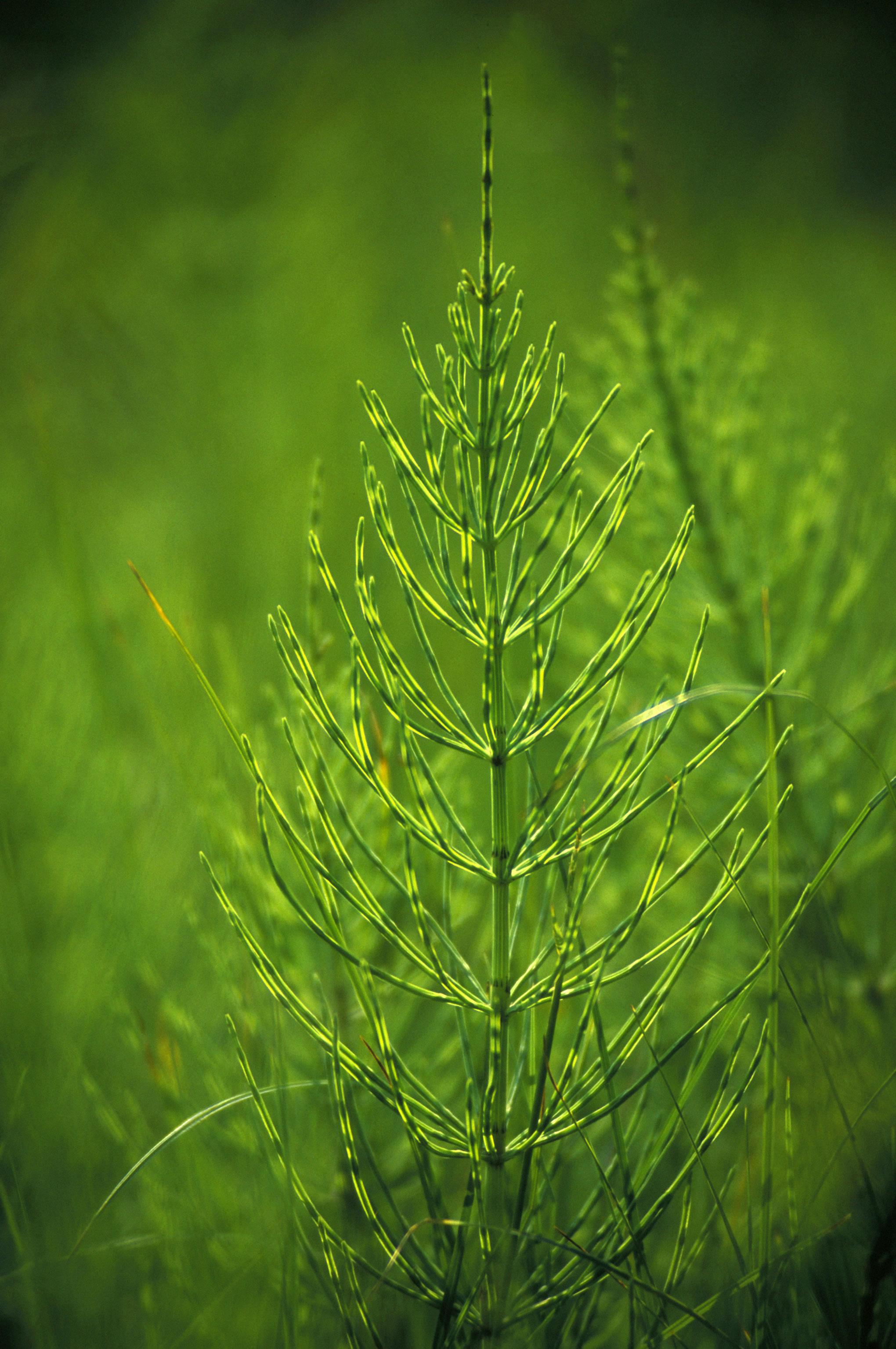 Plants & Flowers | Caithness Biodiversity Group - The Variety of Life