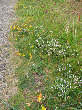 Varied Verge Photo