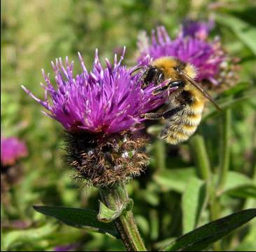 The Great Yellow Bumblebee - Bombus Distinguendus