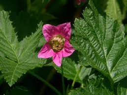 Salmonberry